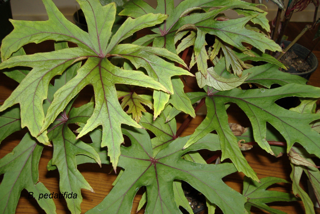 B. pedatifida